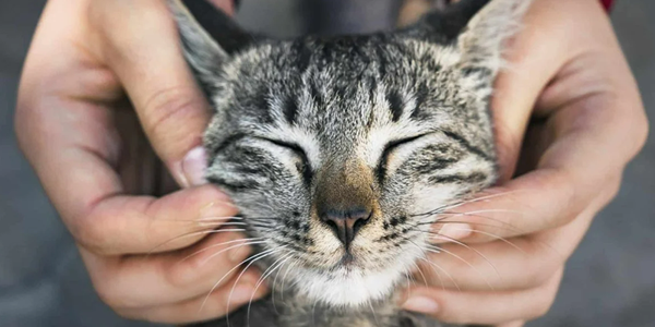 10 Best Toys For Keeping Your Indoor Cat Entertained