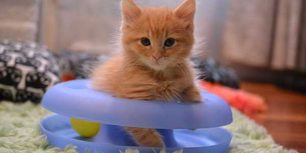How To Prepare Your Home For A New Kitten