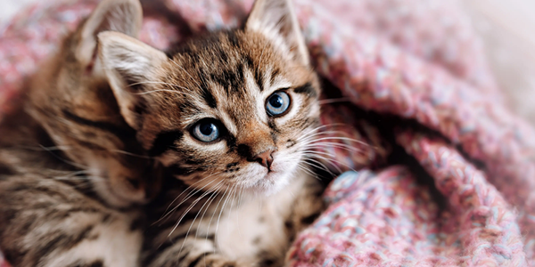 The Ultimate Guide To Caring For Your First Kitten: Tips For New Cat Owners