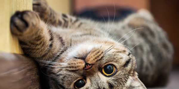 10 Signs Your Cat Is Happy And Healthy