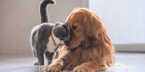 How To Introduce A New Kitten To Other Pets