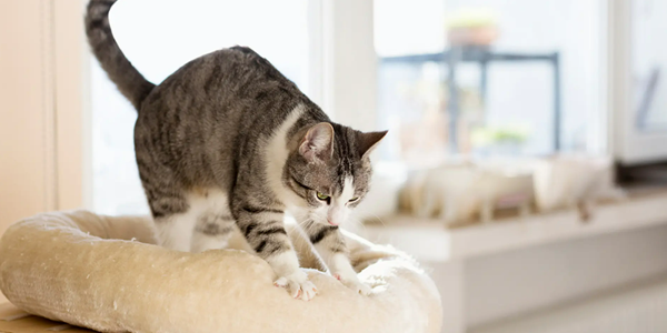 Why Does My Cat Knead? Exploring This Adorable Behavior