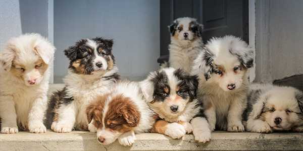 Top 5 Dog Breeds For Families With Kids