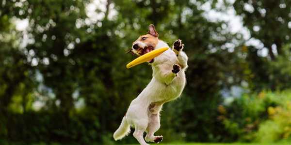 10 Fun Games To Play With Your Puppy