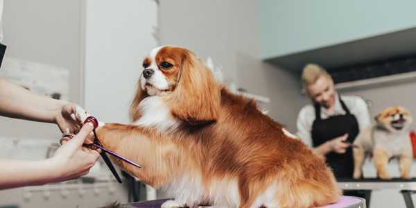 8 Benefits Of Regular Grooming For Your Dog