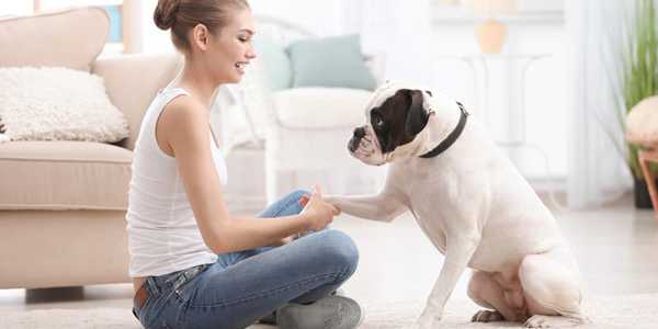 Best Puppy Training Techniques For Beginners