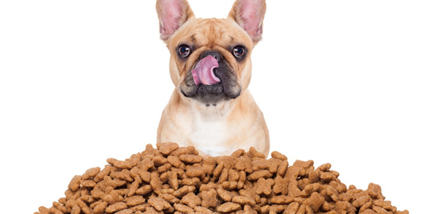 How To Choose The Right Dog Food For Your Pet