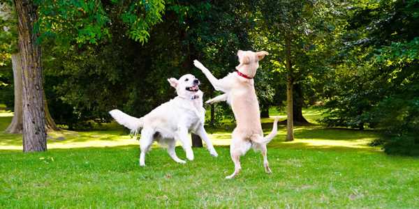Best Ways To Keep Your Dog Active And Healthy